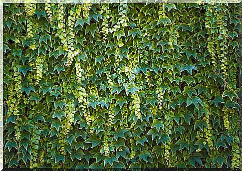 Ivy extract