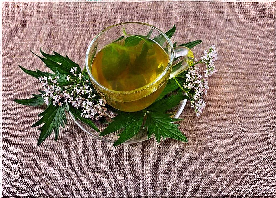 Valerian, one of the relaxing infusions