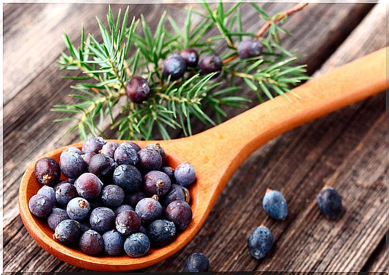 Juniper: one of the herbs diet supplement