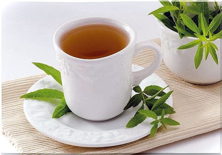 Lemon verbena infusion: one of the herbs supplement to diet