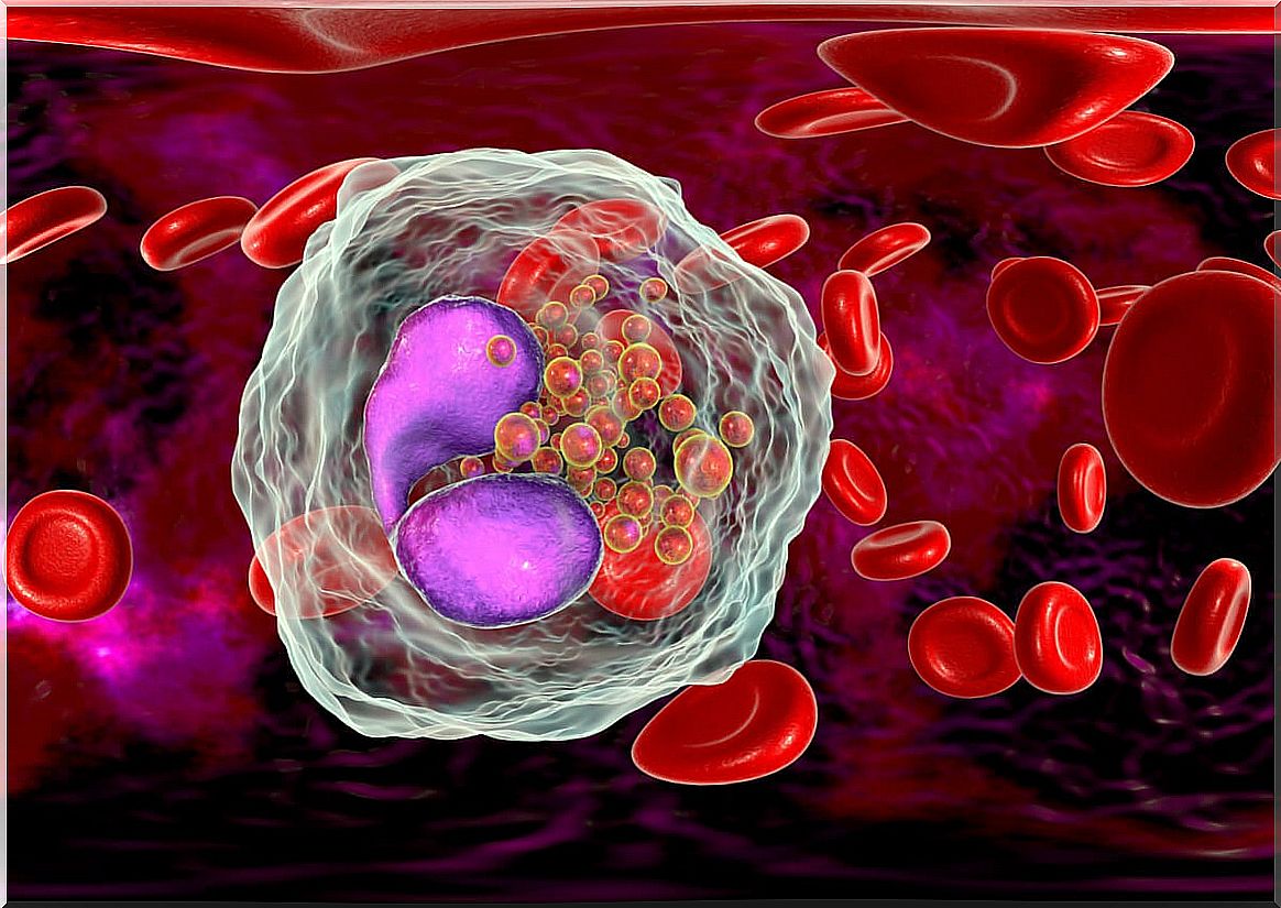 Cells of the immune system.