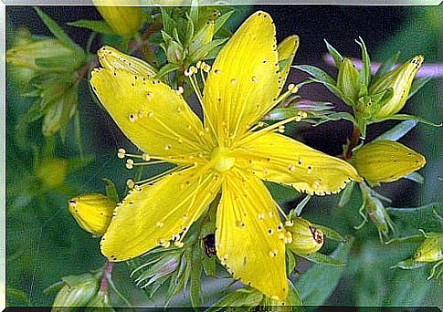 St. John's wort flower