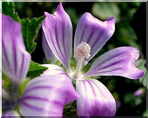 devil's claw flower