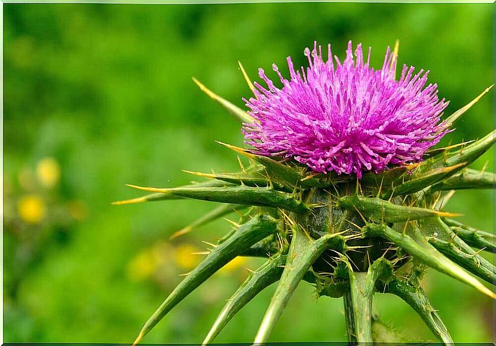 Milk thistle