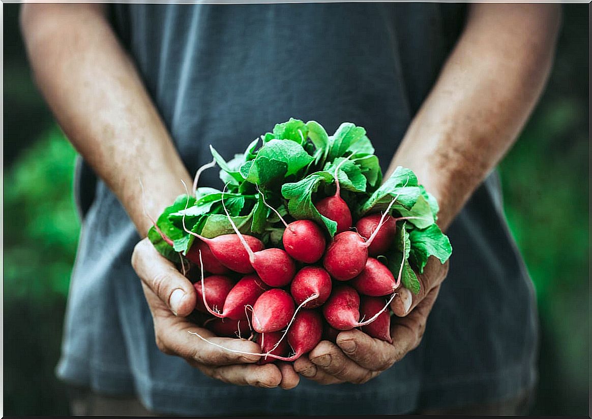 Man grows radishes.