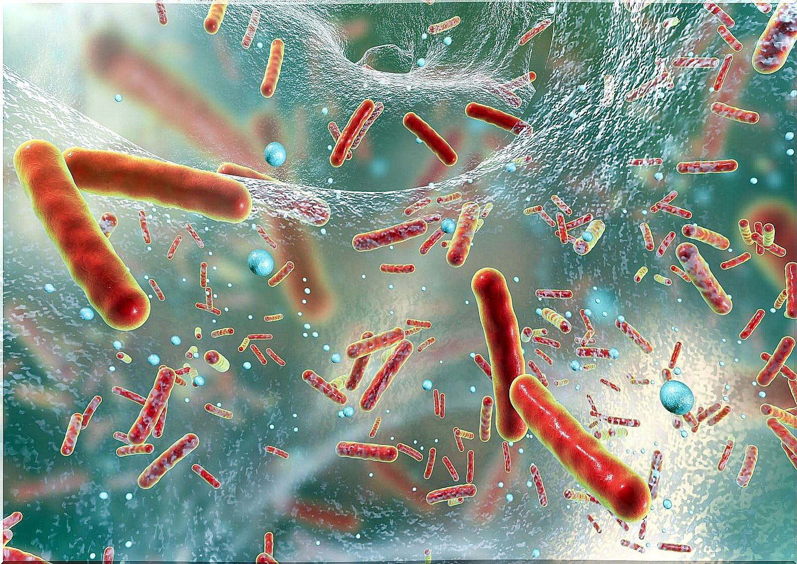 salmonella bacteria and other bacilli