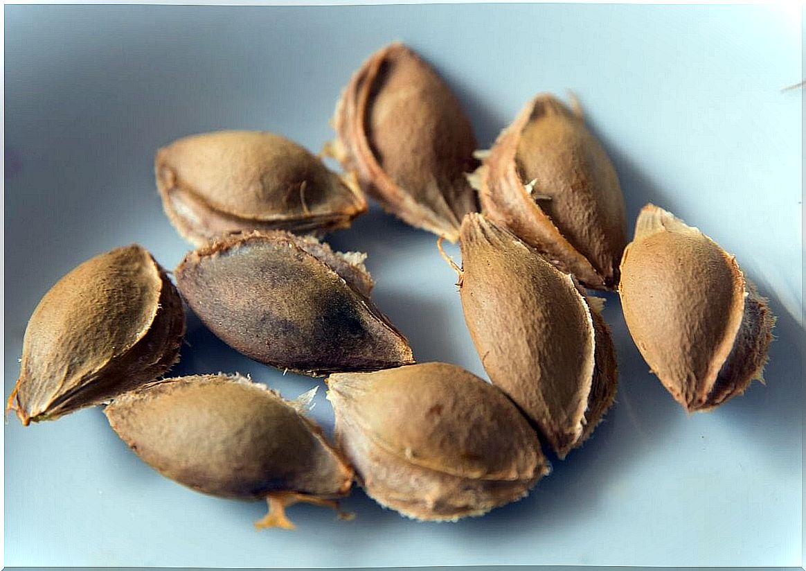 Apricot seeds